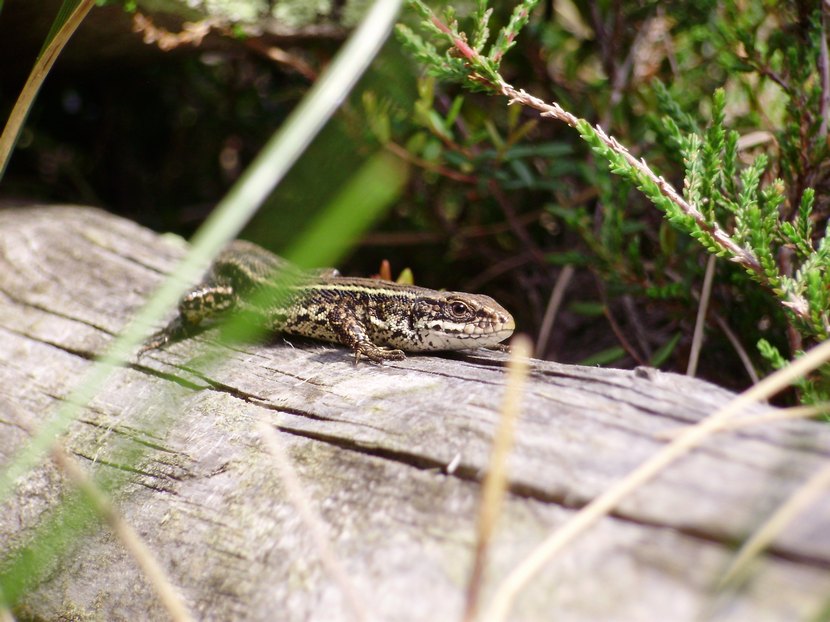 Zootoca vivipara: chiedo conferma
